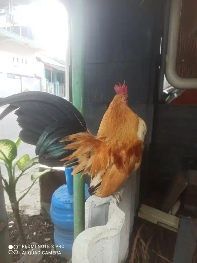 Di jual ayam srama murah