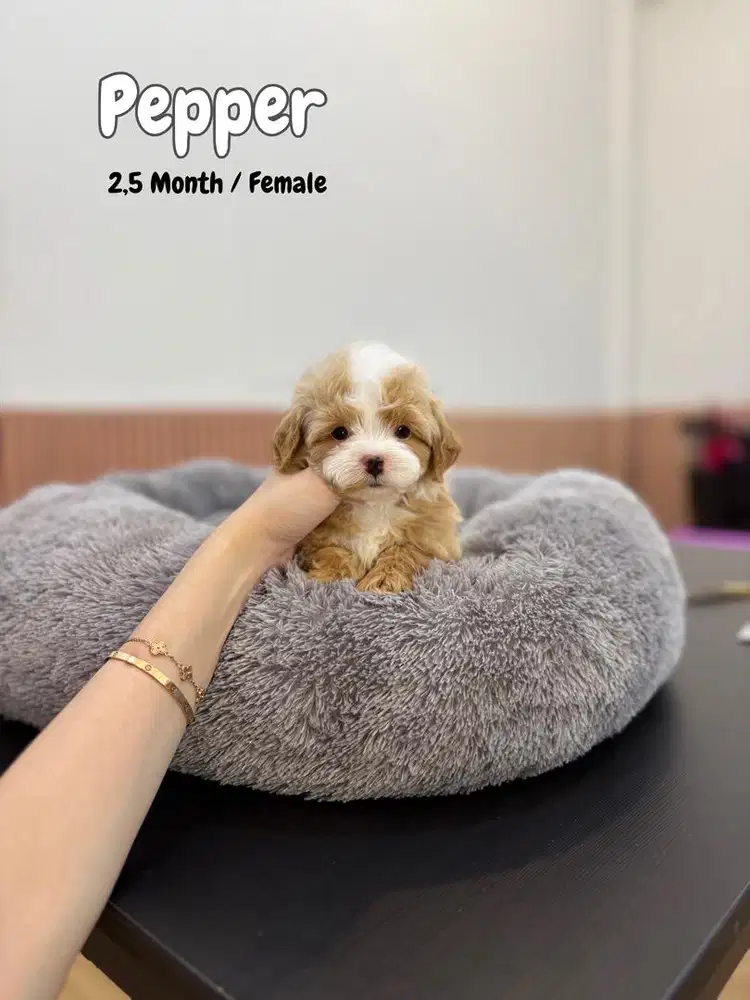 Maltipoo dan poodle , maltese pudel poddle anjing kecil lucu shihtzu