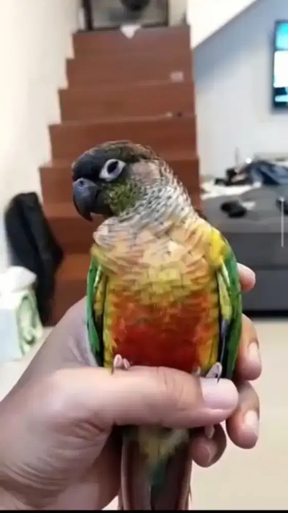 Jual burung ysc jinak