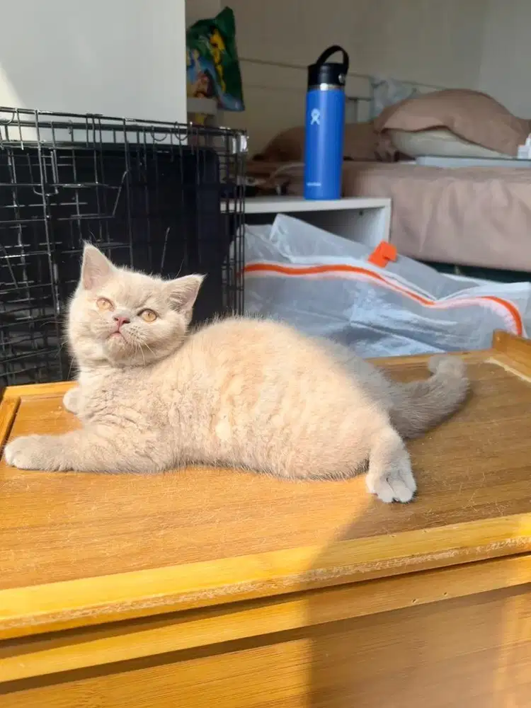 Kucing British shorthair Lilac Betina bsh kucing kitten female