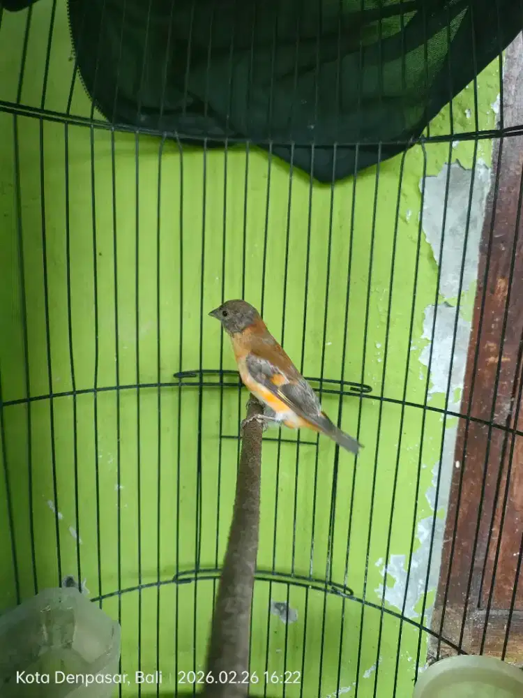 Redsiskin Dilute Gacor Istimewa