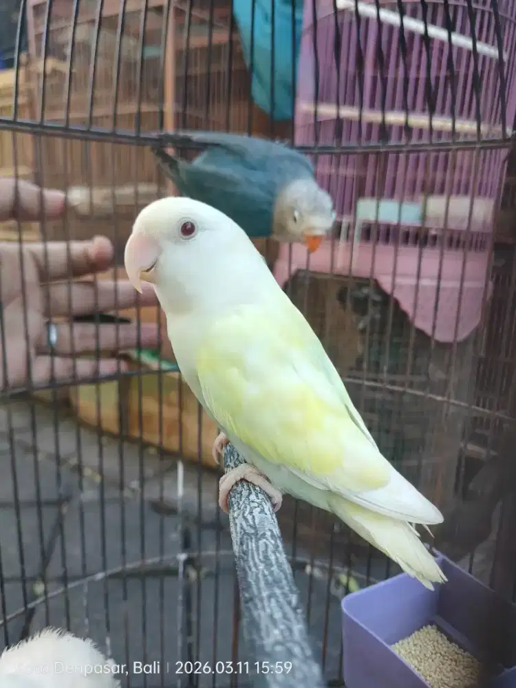 Paud Lovebird Istimewa