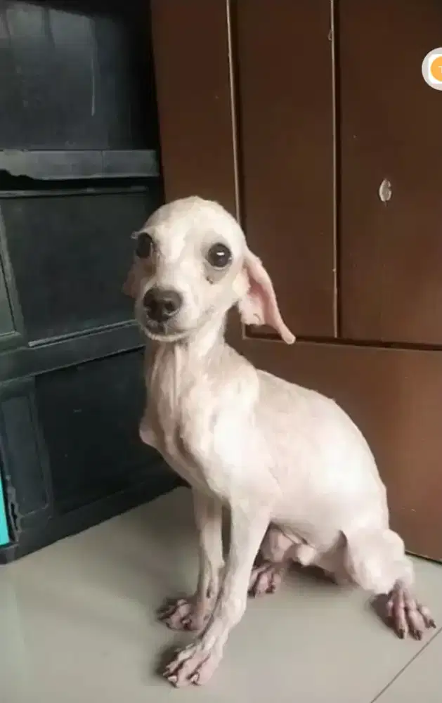 Toy Poodle poodel poodle