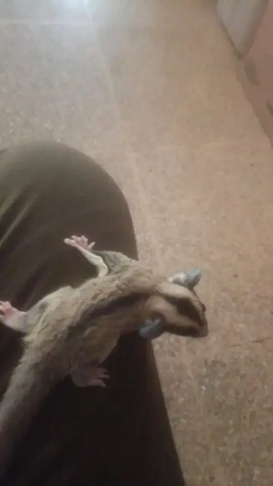 Dijual joe SG jenis CG