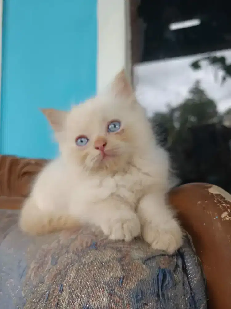 Kucing persia flatnose scottish fold bsh munchkin ragdol mainecoon exo