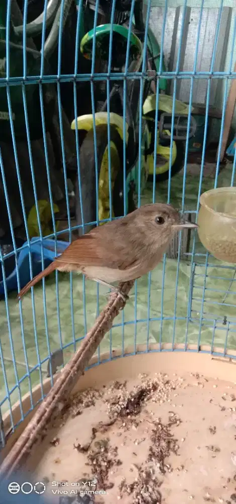 jual burung flamboyan jantan bunyi bekas masteran murai