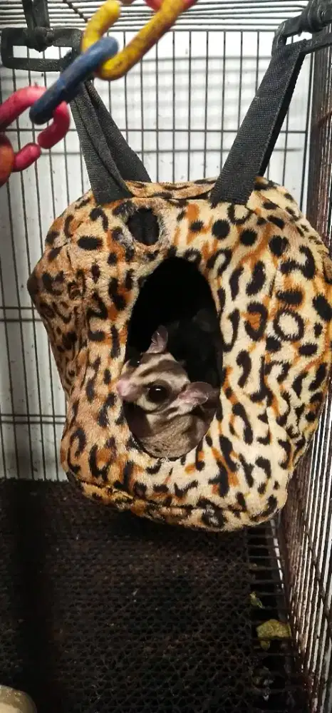 BORONGAN SUGAR GLIDER CLASSIC GREY 5 EKOR