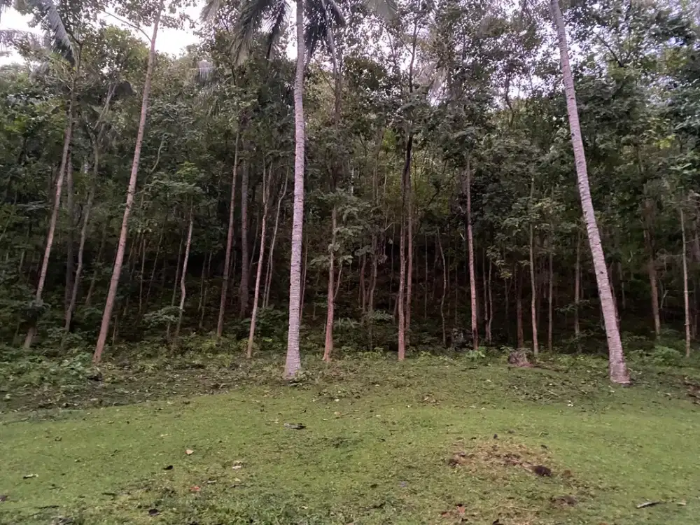 Dijual tanah sea view cocok untuk villa dan banyak pohon jati dan kelapa di setangi lombok utara NTB