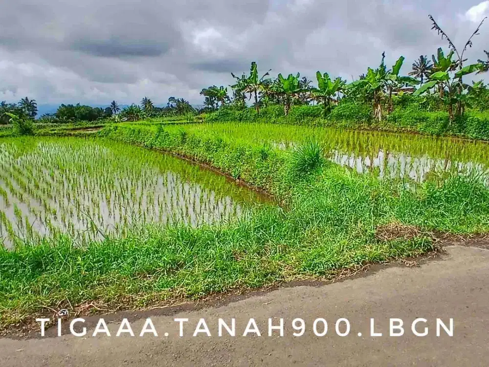 Dijual tanah sawah kebun subur pinggir jalan murah investasi bagus