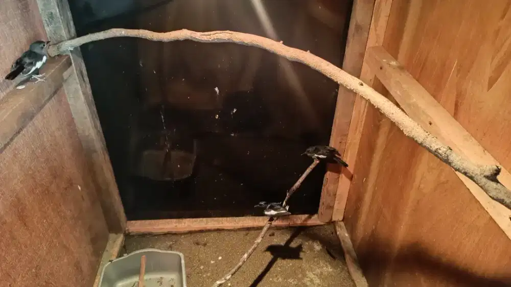 Kacer 2 pasang produksi