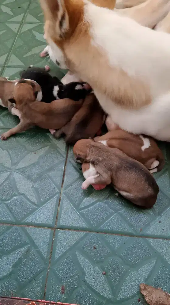 Dicari Jasa Merawat Anabul