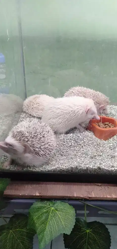 Landak mini landak mini