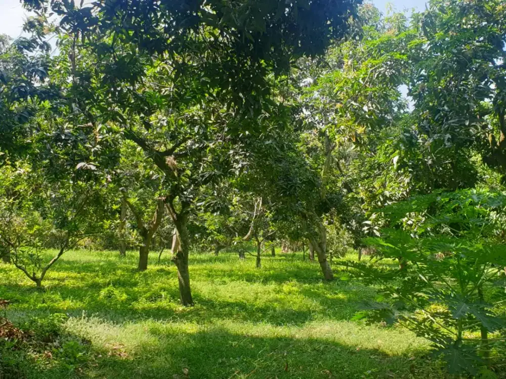 Dijual T. Kebun Subur, Air melimpah,Terpagari 16698 m2 SHM. 2,70 M (T.Perantara)