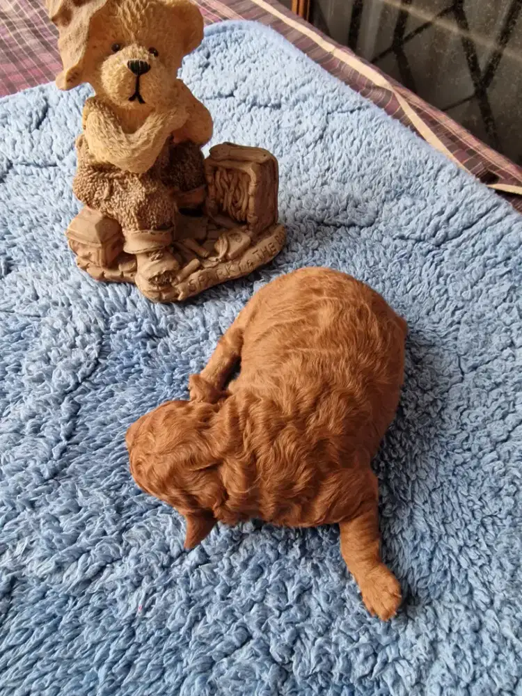 Poodle mini non stambum 100% pure poodle