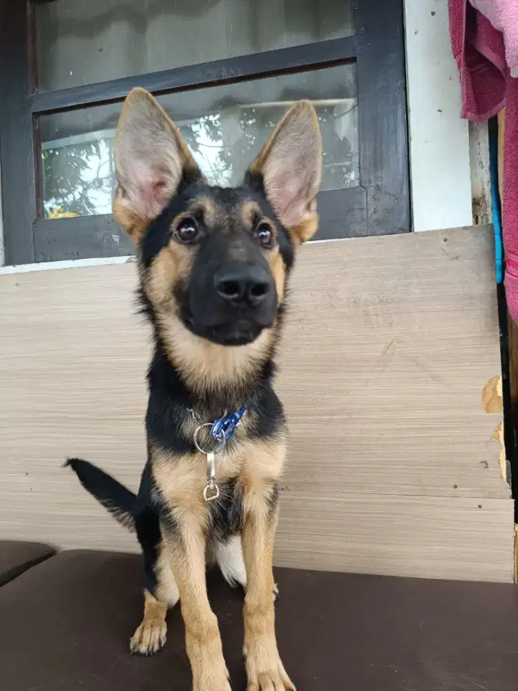 Jual anak anjing herder German sherpherd