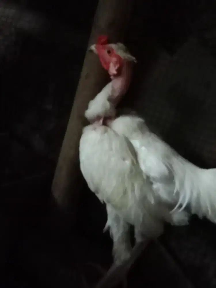 Ayam Unik saigon jalak