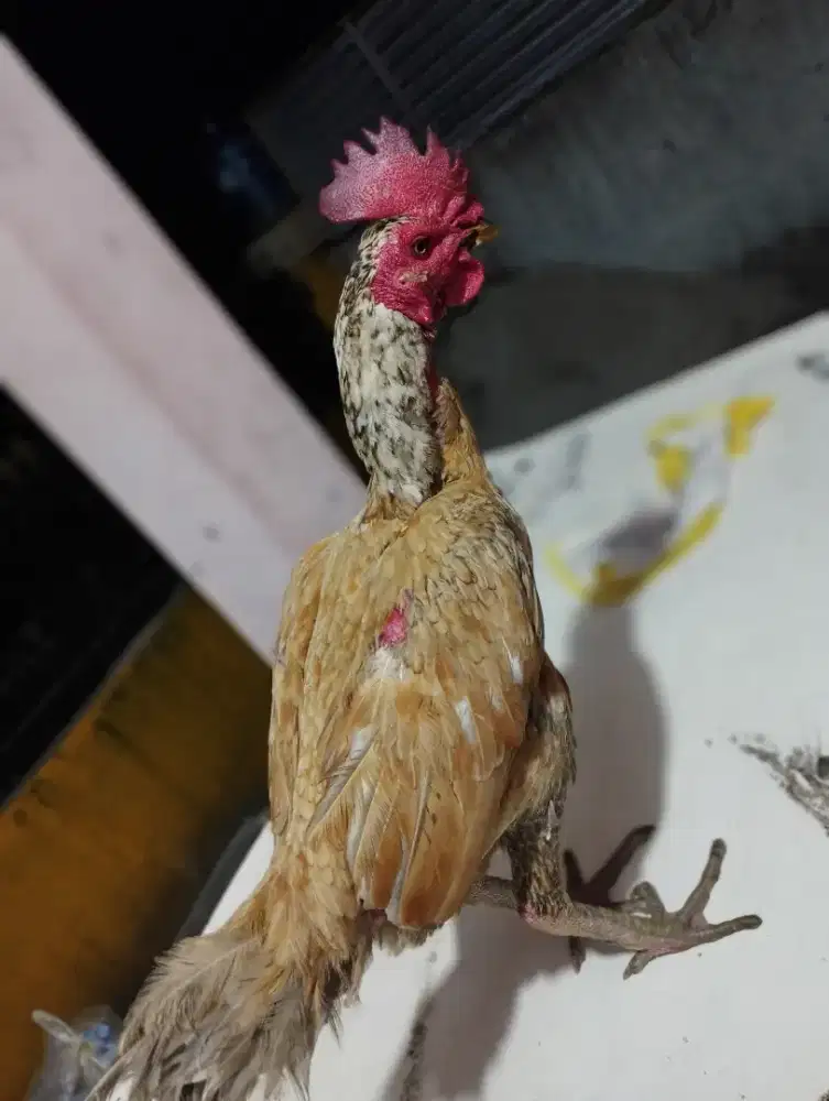 pama bulbi buat pacekan minus buta sebelah.ayam bekas main pinggiran