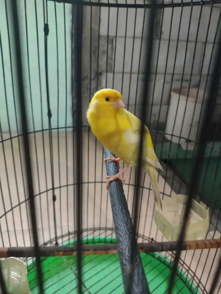 Dijual kenari warna kuning extra joss gacor 1000% jantan