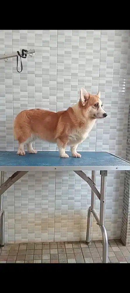 Indukan corgi stb