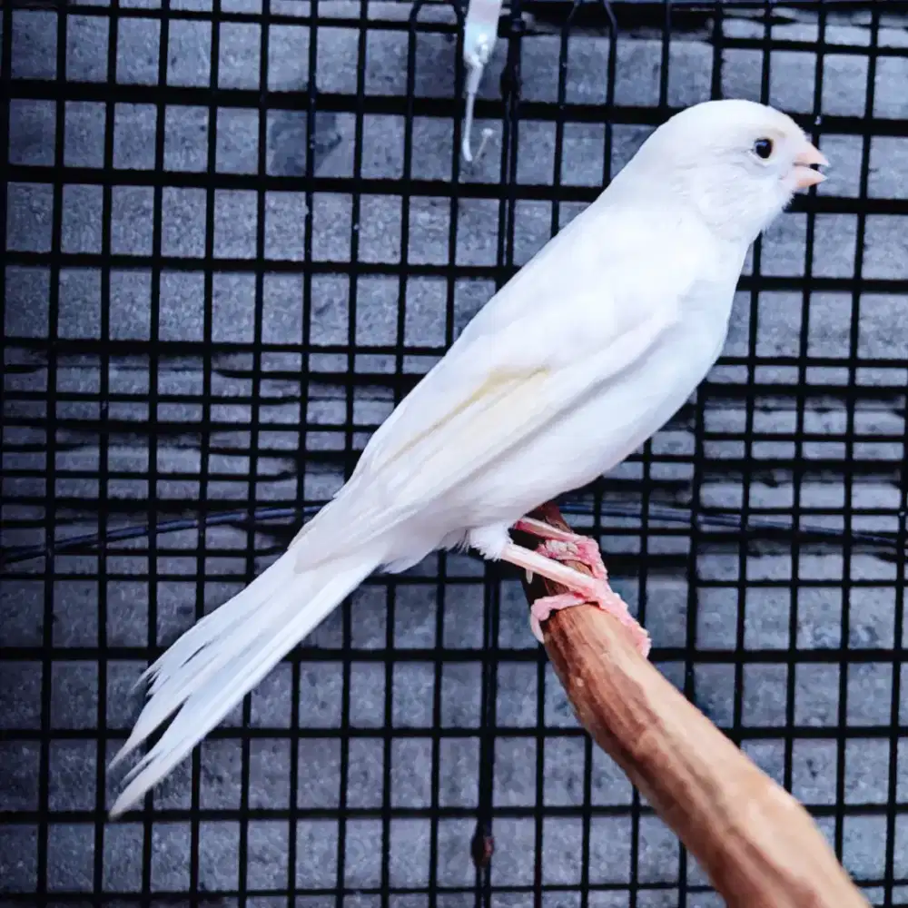 Kenari Putih Edisi Spesial Idul Fitri - Jantan Gacor