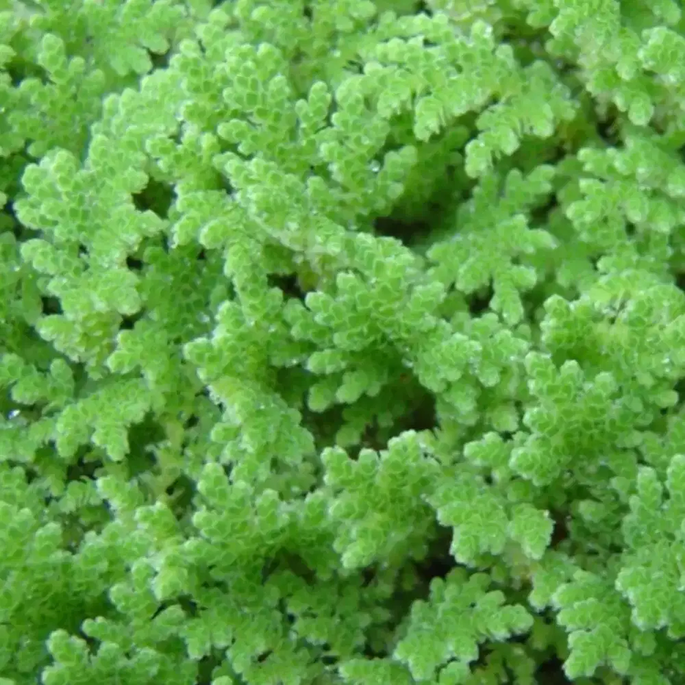 Azolla pakan alternatip