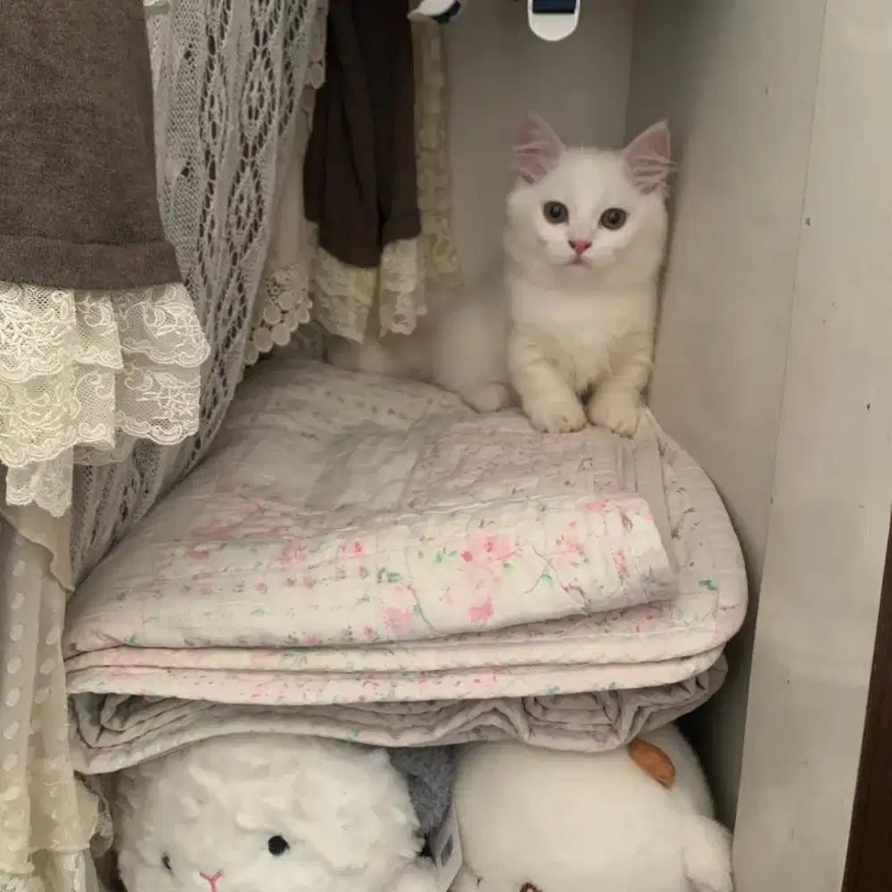 Kucing munchkin betina