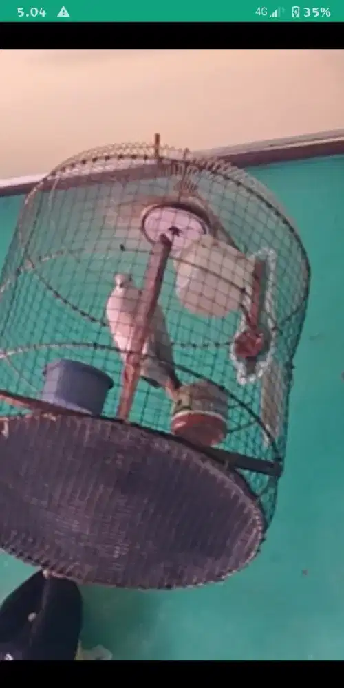 puter pelung rajin bunyi