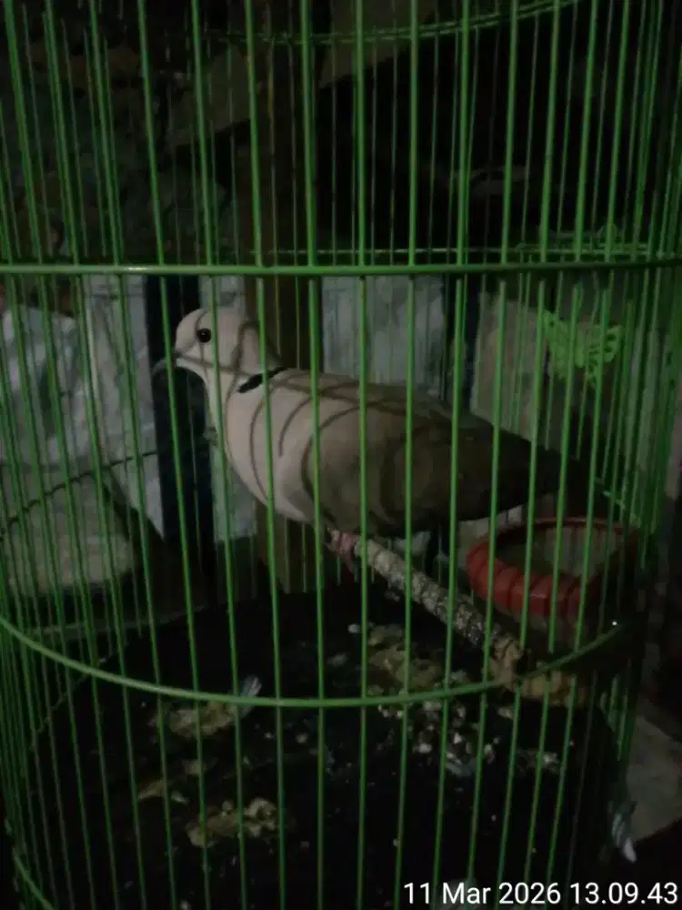 burung puter plus kandang besi