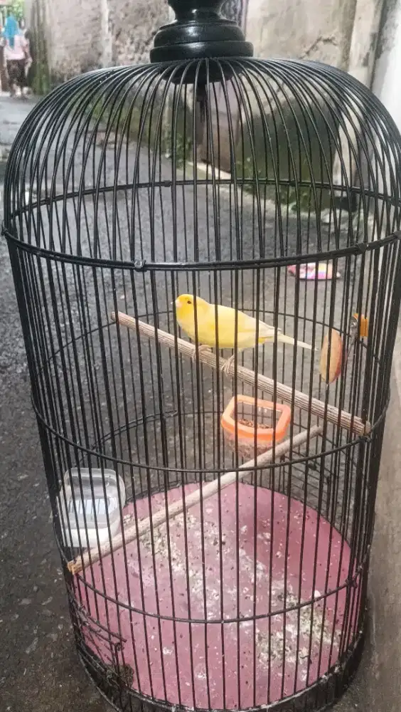 Kenari AF kuning Extra jos