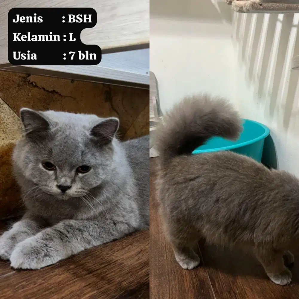 Kucing BSH (British short hair)
