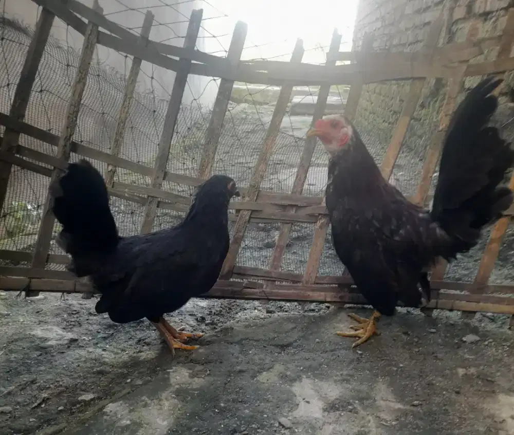 Ayam kate tema di jual