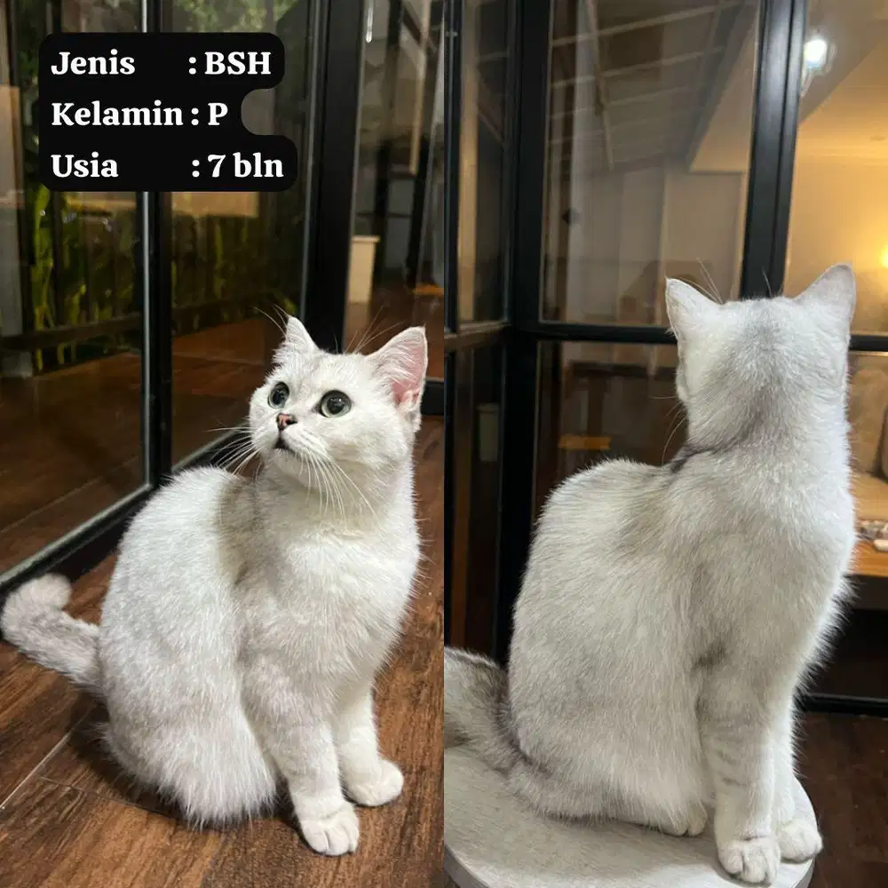 Kucing British short hair (BSH)