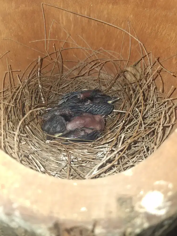 Trotolan MB usia 7sd 8 hari