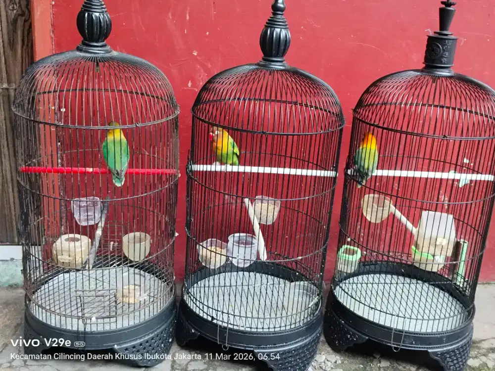 Lovebird fullset 3 kandang
