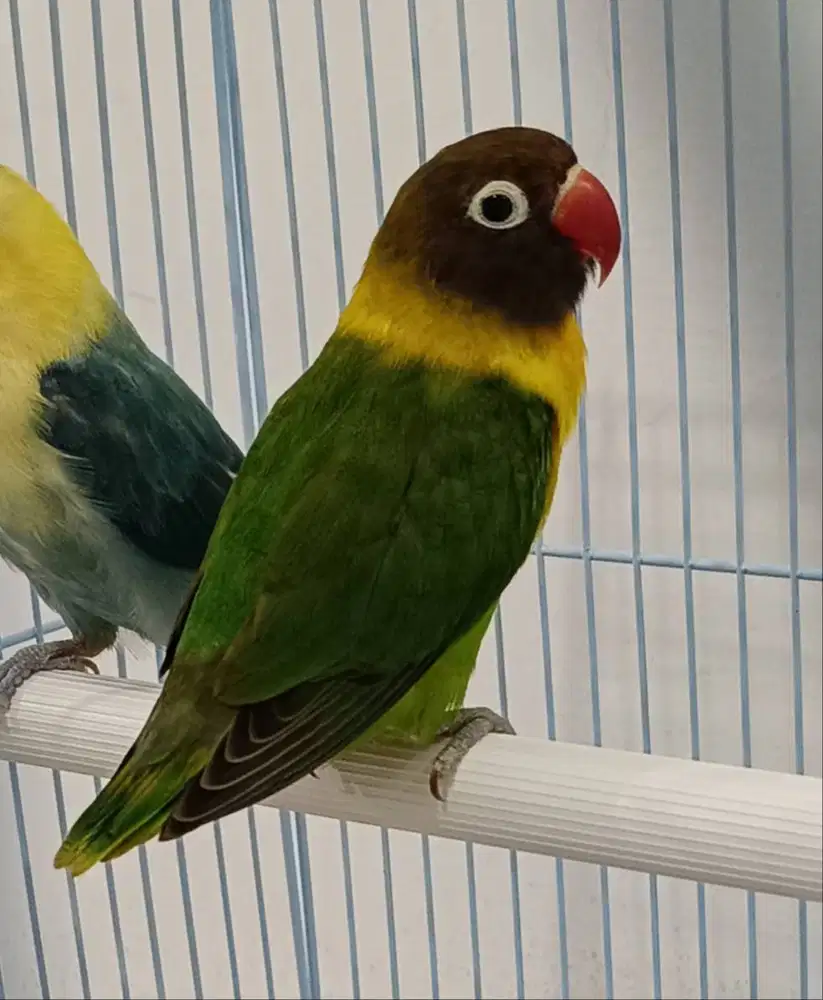 burung lovebird dakori di Medan.