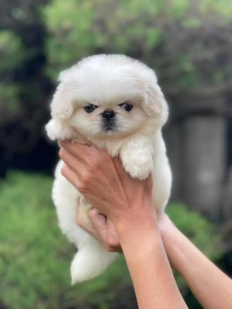 Pekingese betina