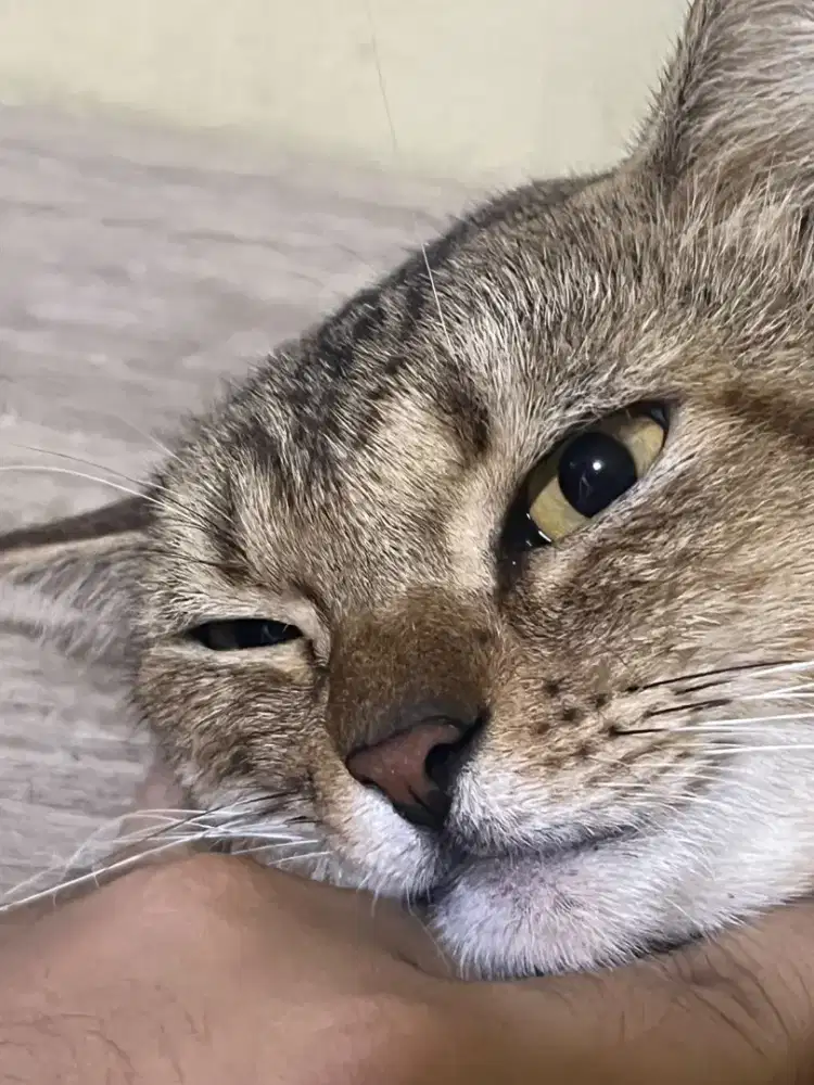 Open adopsi Kucing Tabby Lucu Gratis