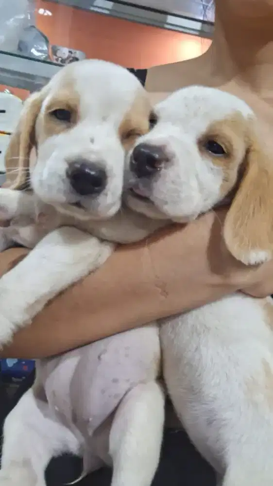 Dijual anakan beagle