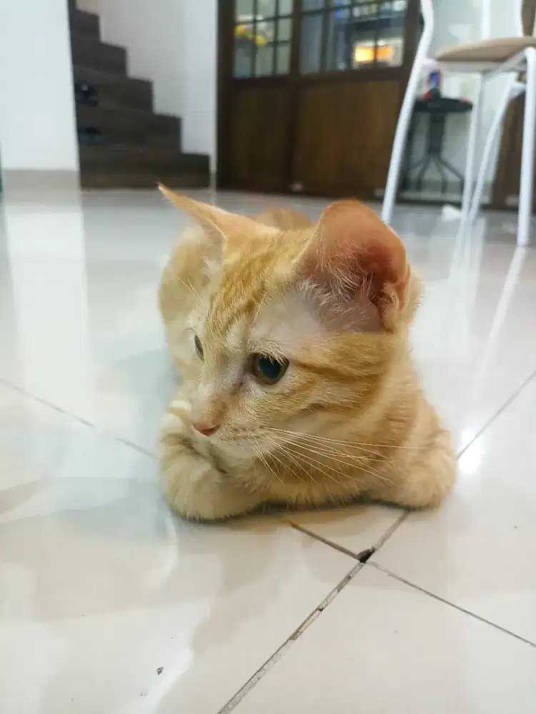 Anak Kucing Persia Tortie Campuran Sehat Kucing Persia