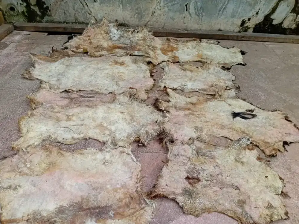 Dijual kulit domba asli