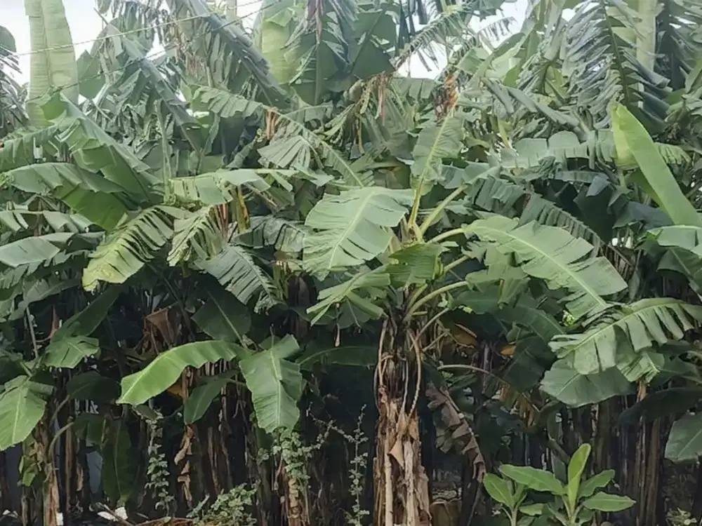 Tanah Perumahan Manyar Tengah Kota 9 Jutaan Per Meter