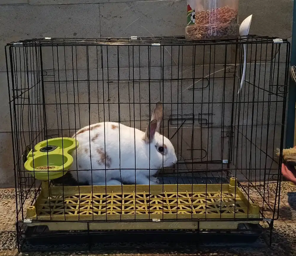 Kelinci lucu 10 bulan