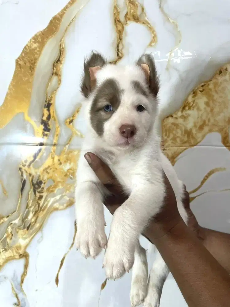 Husky mata biru 1.5 bulan