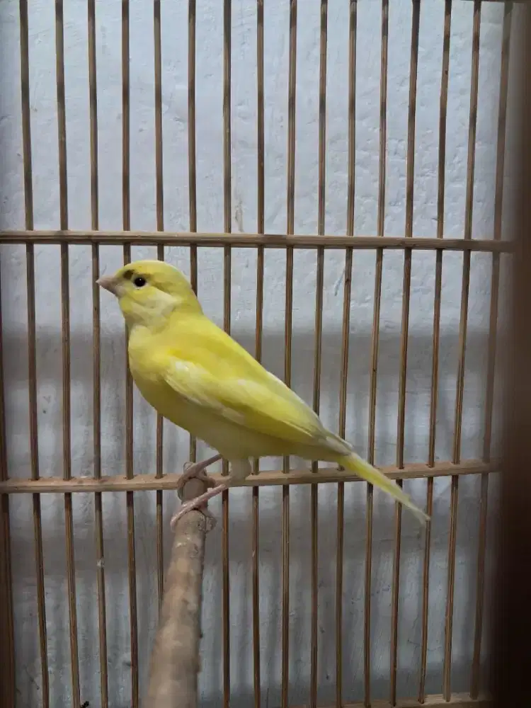 Promo Ramadhan Kenari Bahan AF