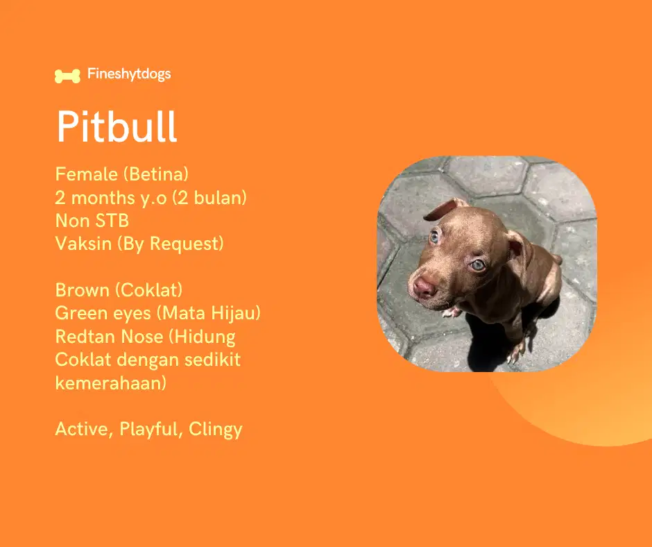 Rare Pitbull Betina