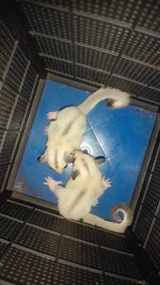 Sugar Glider Indukan Betina dan 2 Anak