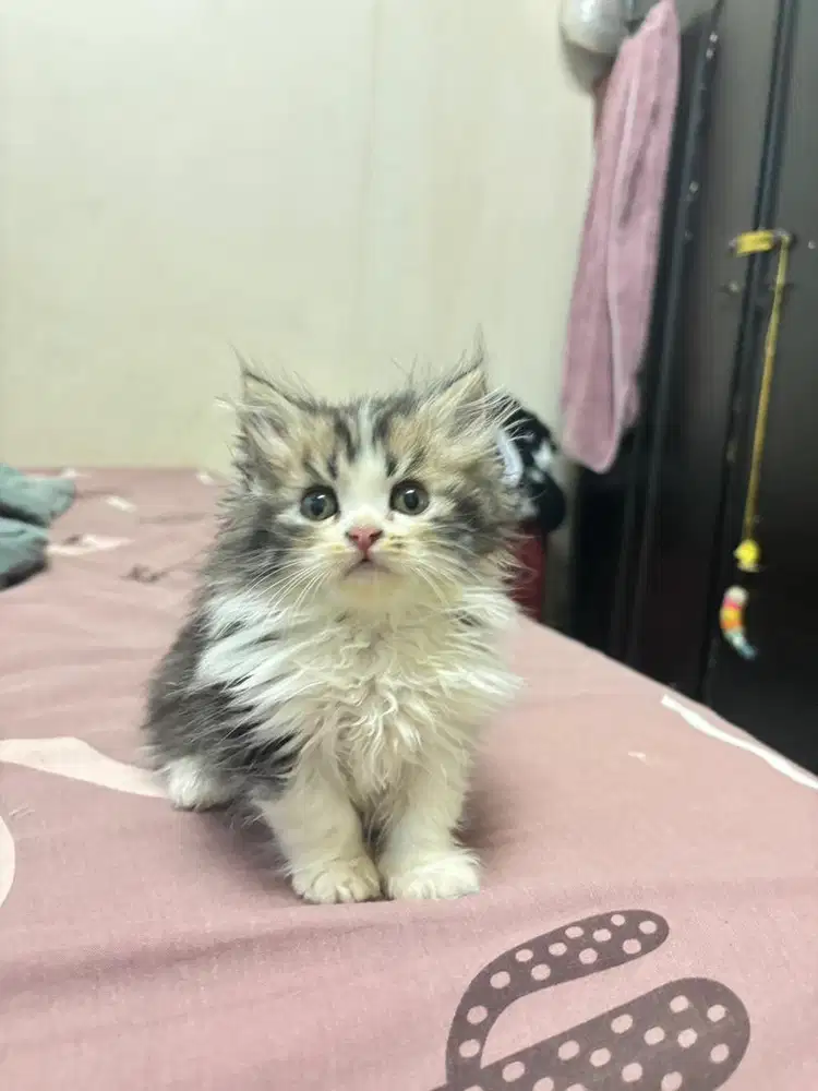 Open adopt kitten anggora