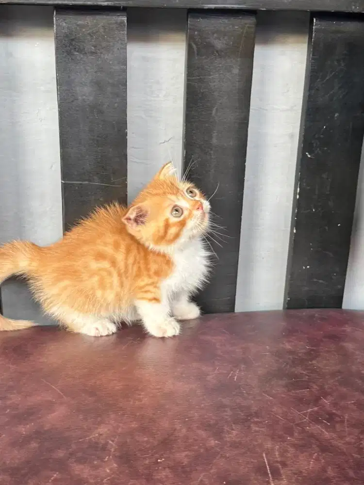 KUCING MUNCHKIN FOLD GAELIC