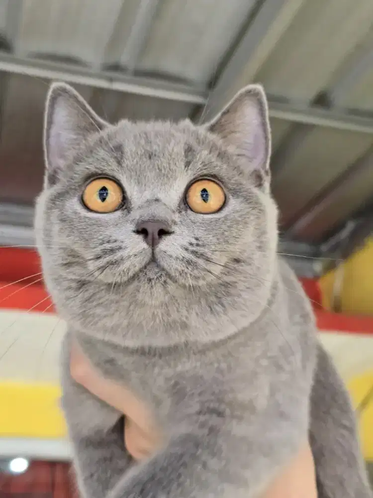 BSH Blue Betina Ped Tica