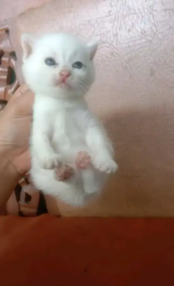 Kucing Persia White Solid
